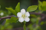 Littlehip hawthorn